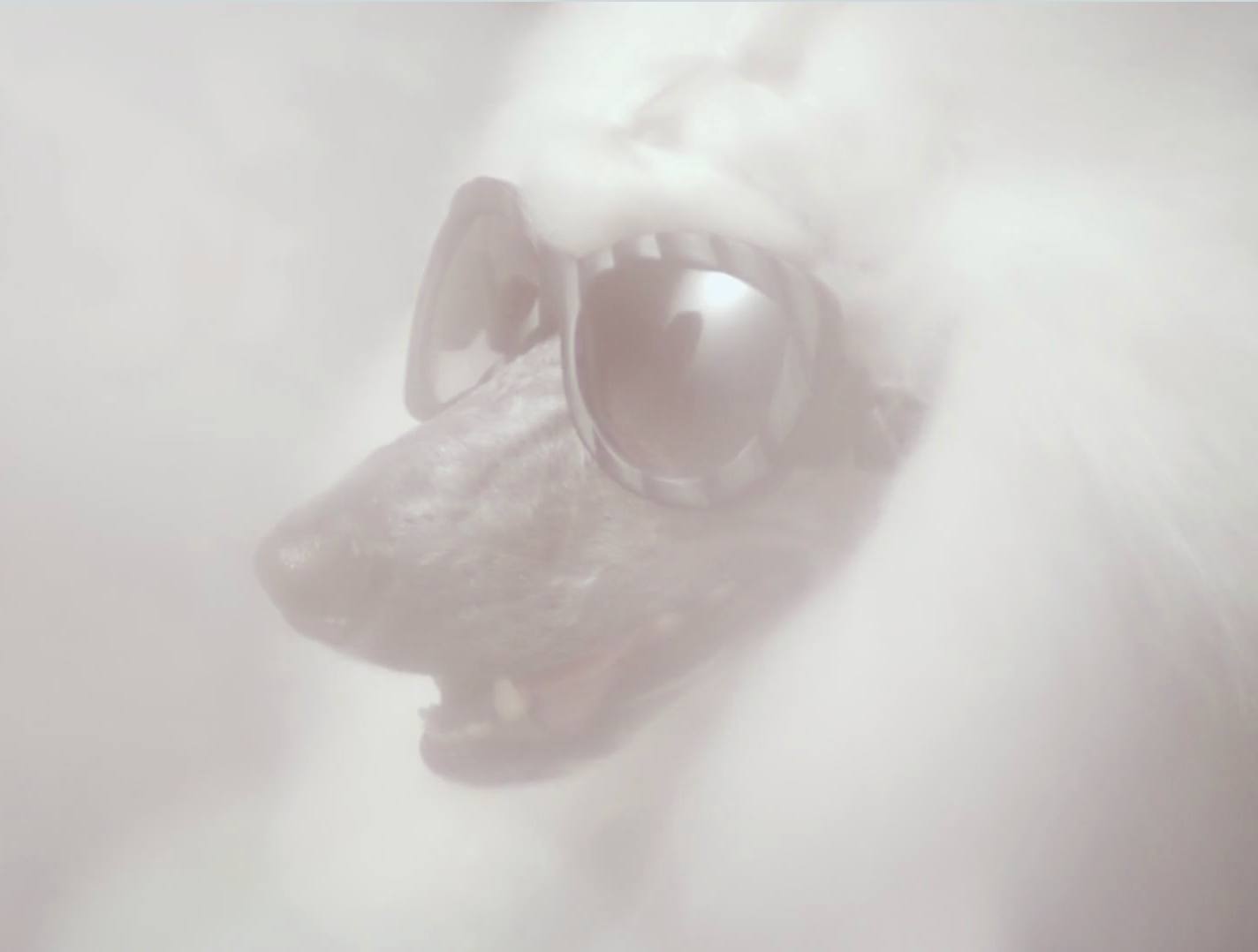 https://vimeo.com/42846816