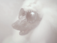 https://vimeo.com/42846816