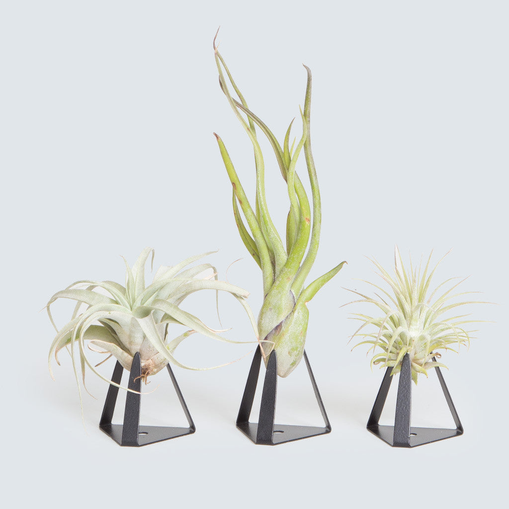 Black Air Plant Stand