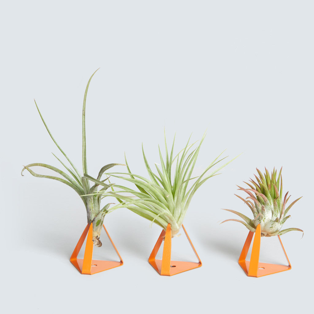 Orange Air Plant Stand