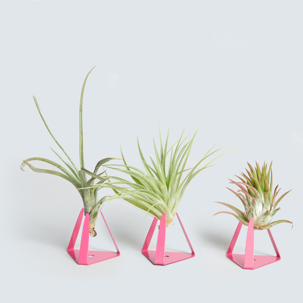 Air Plant Triangle Trio