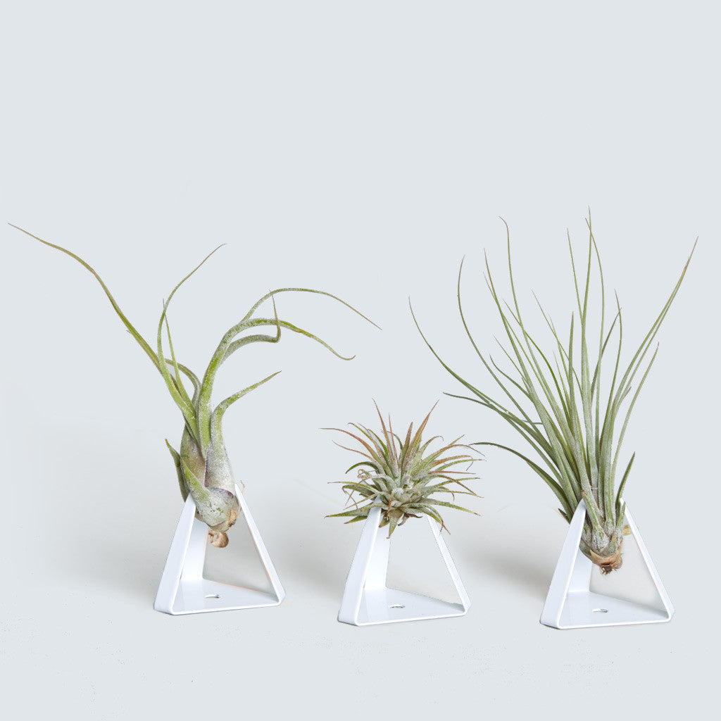 Air Plant Triangle Trio