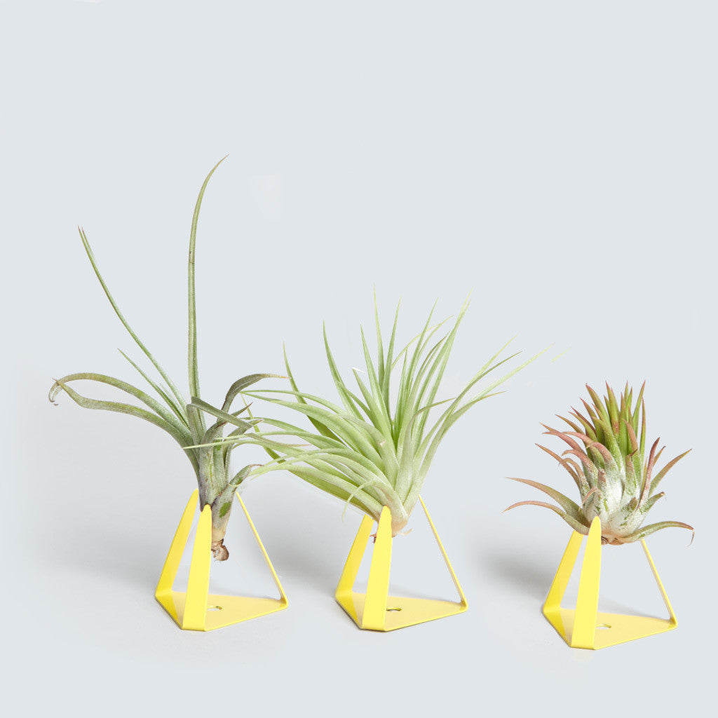 Air Plant Triangle Trio