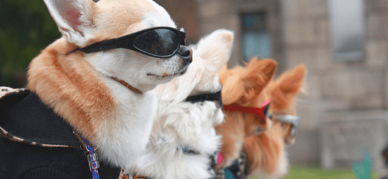 Dog Sunglasses