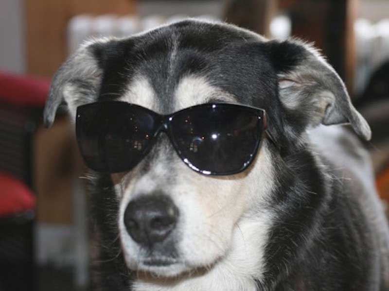 Dog Sunglasses