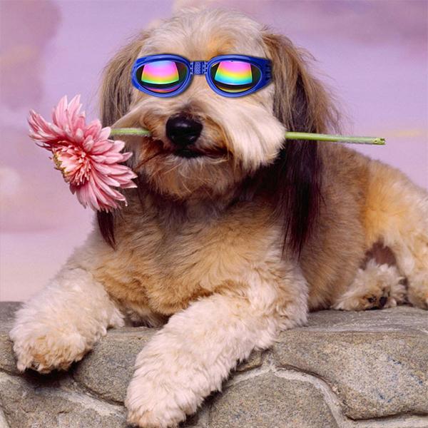 Dog Sunglasses