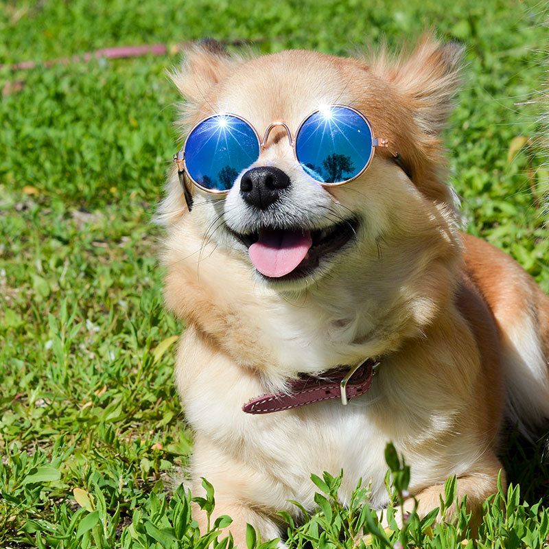 Dog Sunglasses