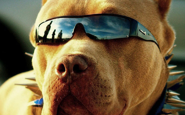 Dog Sunglasses